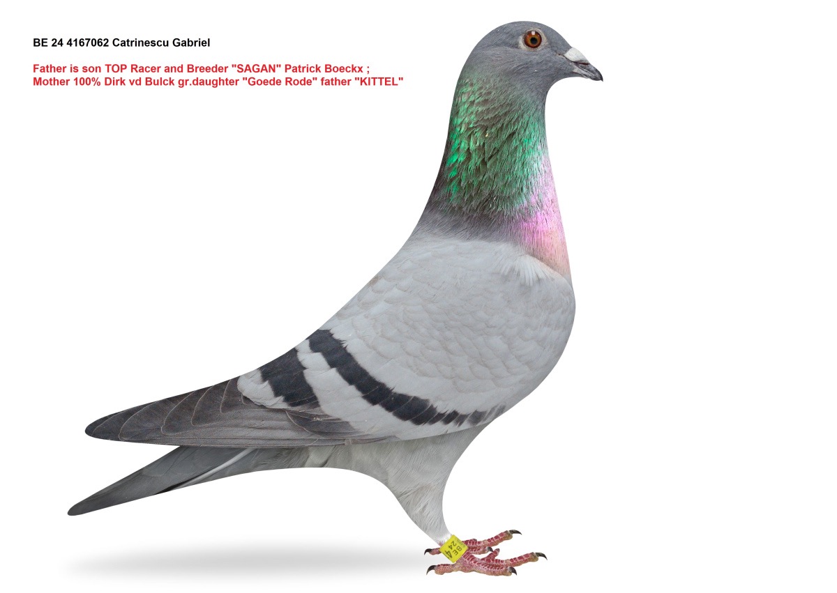 Be 24-4167062 F super nepoata Sagan x Kittel