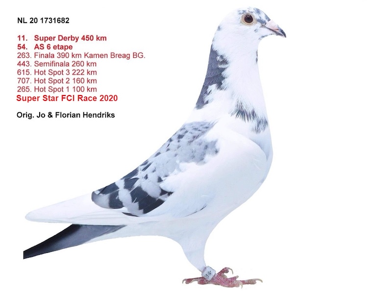 NL 20-1731682 F loc 11 Derby 450km – mama la loc 1 HS3 240km OLR’24