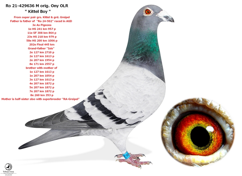 Ro 21-429636 M *TOP* Line Dirk V.D. Bulck