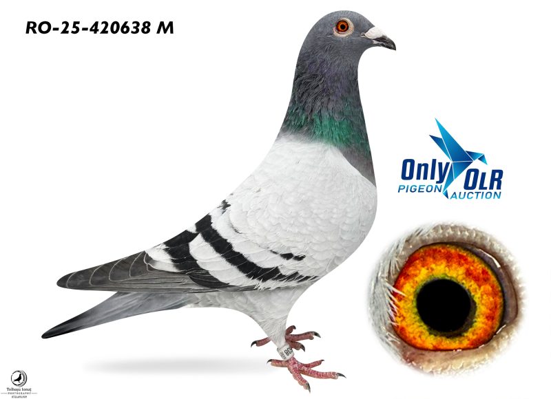 RO 25-420638 F 100% Van den Bulck