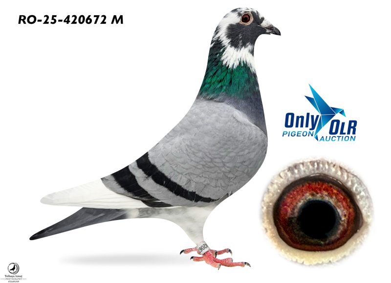 RO 25-420672 M Van den Bulck