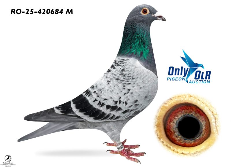 RO 25-420684 M 100% Van Den Bulck