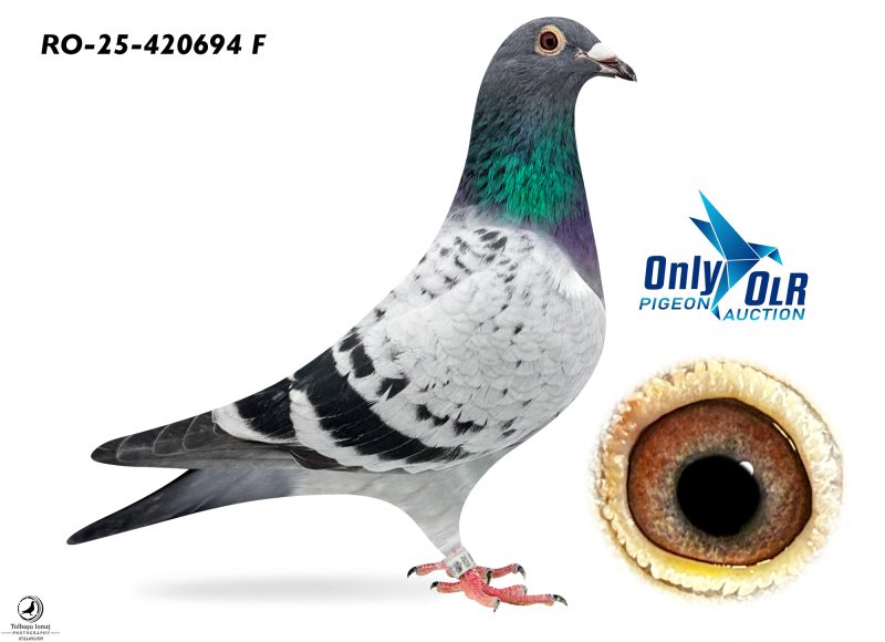 RO 25-0420694 F T. Deigner x Visser (mama loc 1 SF OLR)