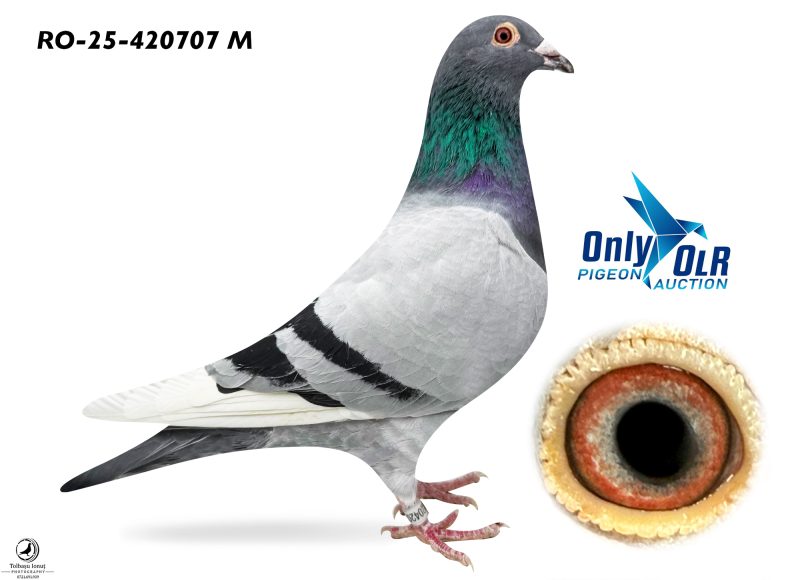 RO 25-420707 M Van Den Bulck