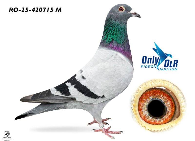 RO 25-420715 M frate Loc 3 Finala OLR 