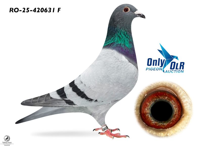 RO 25-420631 F consangvina pe loc 3 AS OLR AGD'24