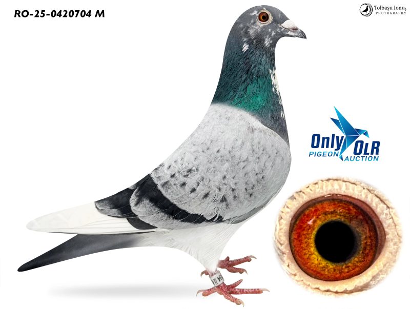 RO 25-0420704 M SG Steffl