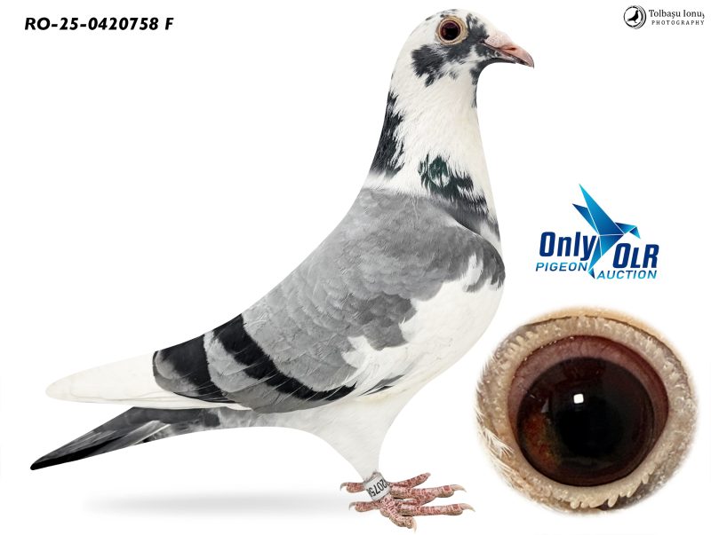RO 25-0420758 F Best Kittel x Van den Bulck