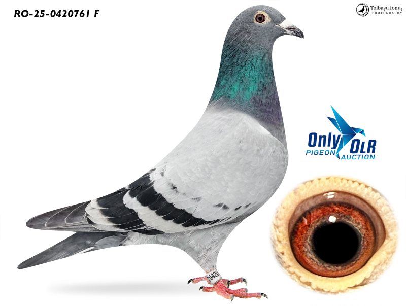 RO 25-0420761 F Sister 3 AS OLR AGD'24 Van den Bulck