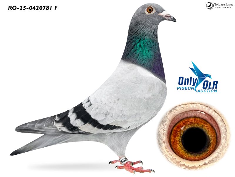 RO 25-0420781 F SG Steffl