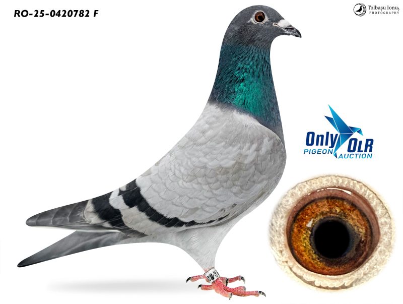 RO 25-0420782 F SG Steffl