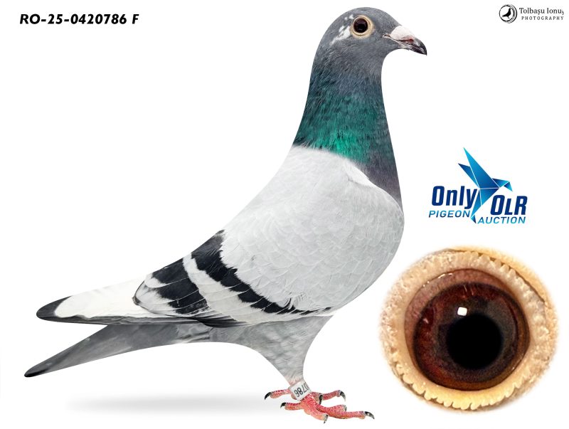 RO 25-0420786 F Sister 3 AS OLR AGD'24 Van den Bulck