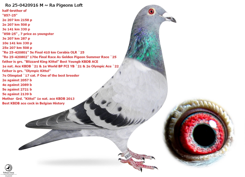 Ro 25-420916 F Blizzard / Kittel